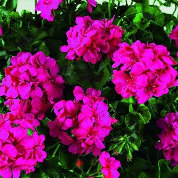 PELARGONIUMPELTATUMBIGIXNEONPINKPPPL.jpg
