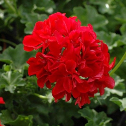 PELARGONIUMPELTATUMBIGIXREDPPPL.jpg