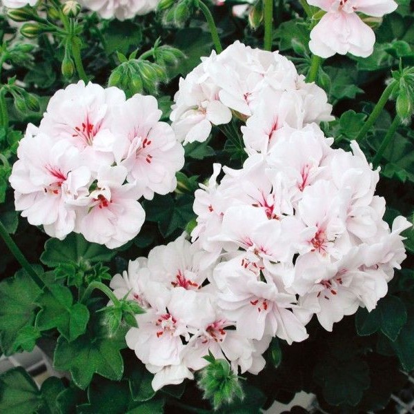 PELARGONIUMPELTATUMBLANCHEROCHEPL.jpg
