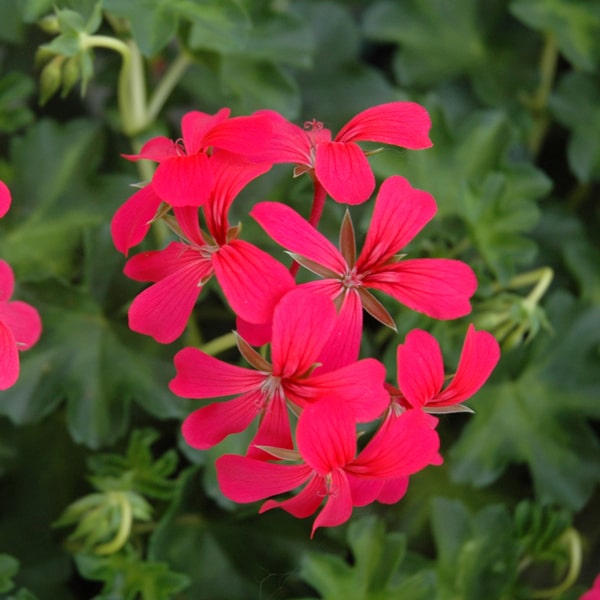 PELARGONIUMPELTATUMDECORADARKPINK2GBPL.jpg