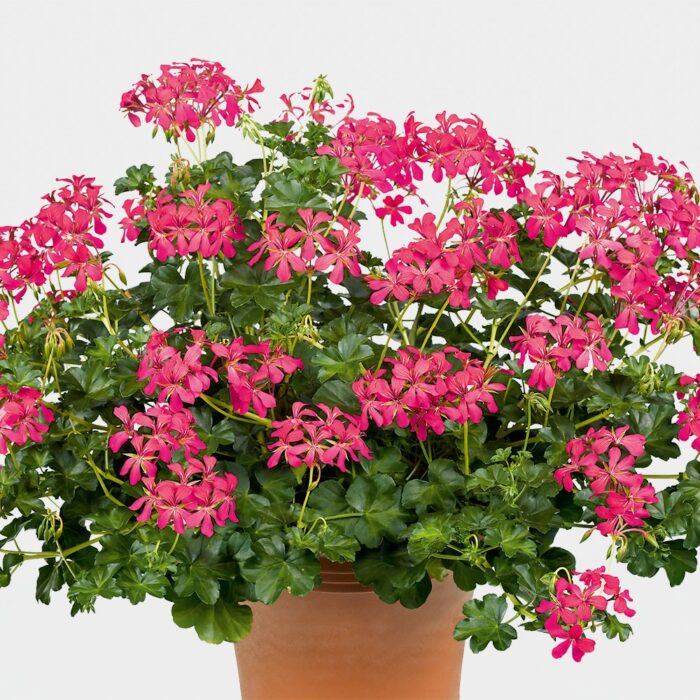 PELARGONIUM peltatum  Decora Dark Pink 2gb - Image 2