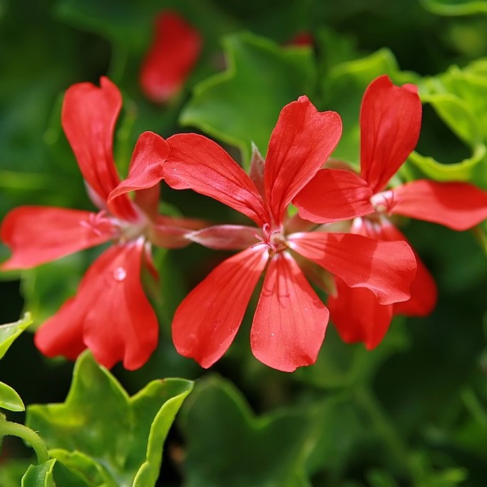 PELARGONIUMPELTATUMDECORARED2GBPL.jpg