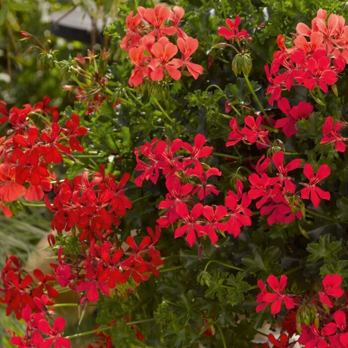 PELARGONIUM peltatum  Decora Red 2gb PP - Image 2