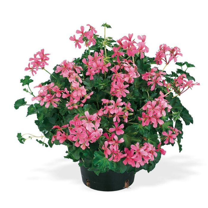 PELARGONIUM peltatum  Decora Rosa 2gb - Image 2
