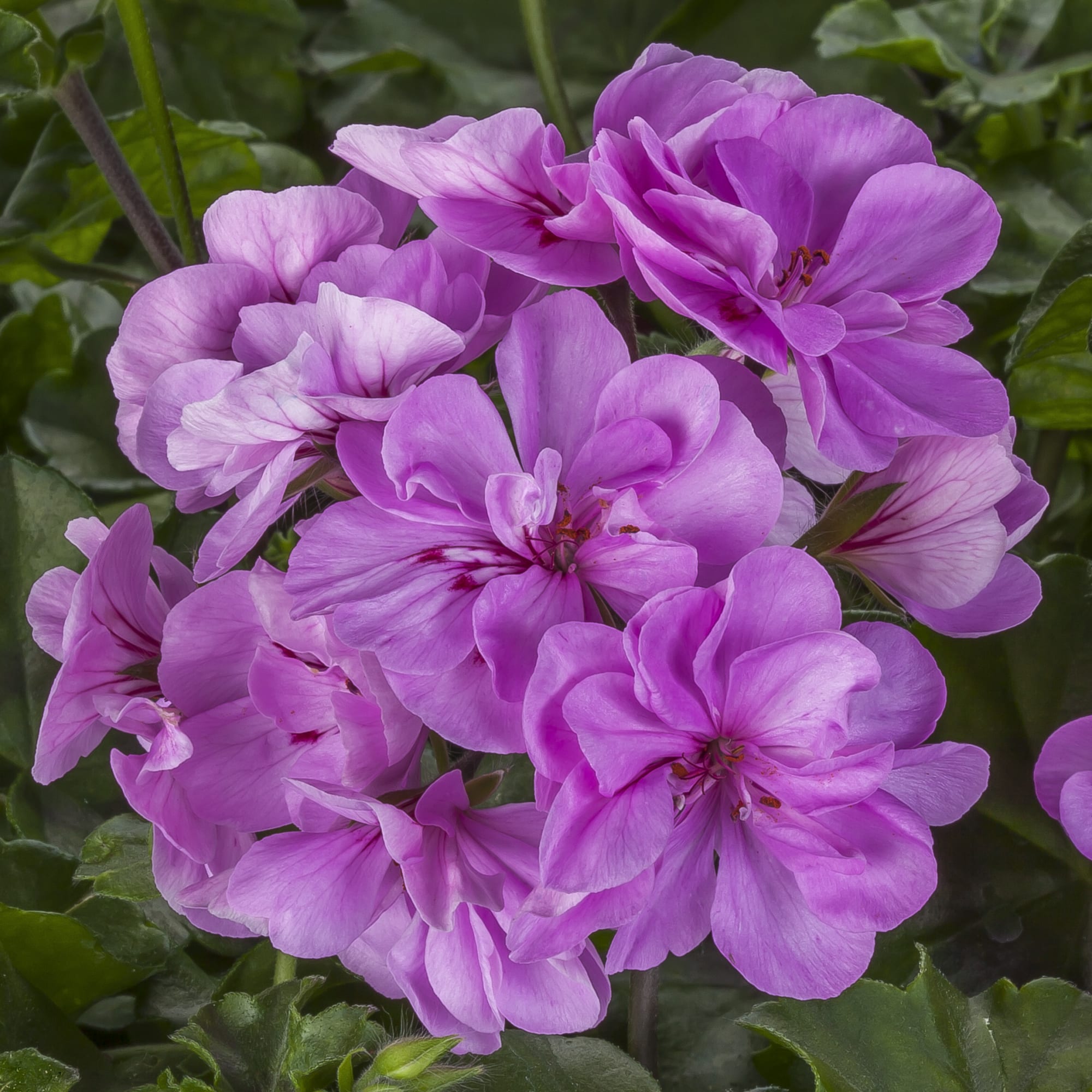 PELARGONIUMPELTATUMSUNFLORIXAMETHYSTPL.jpg