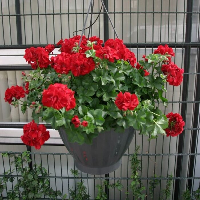 PELARGONIUM peltatum  SUNFLORIX Ruben Dark Red - Image 2