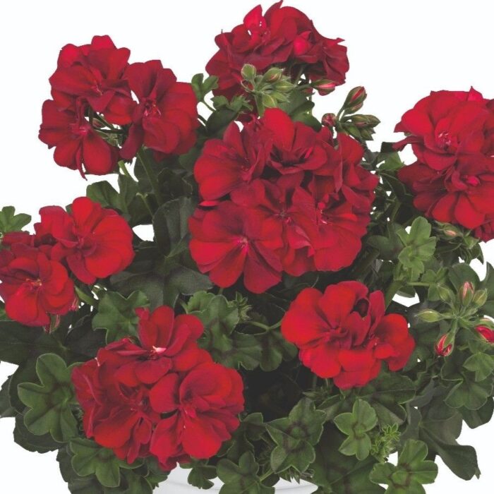 PELARGONIUM peltatum  SUNFLORIX Dark Red - Image 2