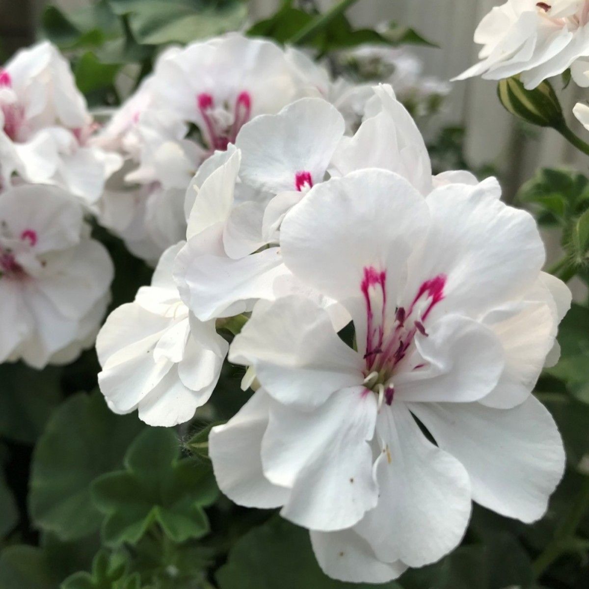 PELARGONIUMPELTATUMSUNFLORIXEVAWHITEPL.jpg