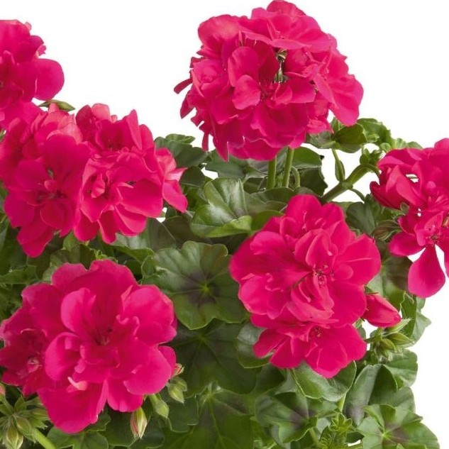 PELARGONIUMPELTATUMSUNFLORIXHOTPINKPL.jpg