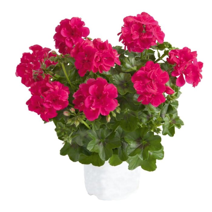 PELARGONIUM peltatum  SUNFLORIX Hot Pink - Image 2