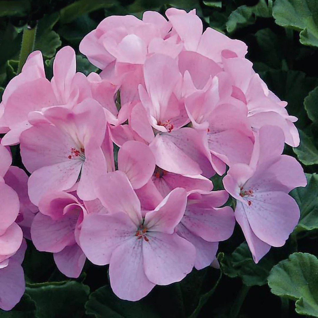 PELARGONIUMPELTATUMSUNFLORIXLIGHTPINKPL.jpg