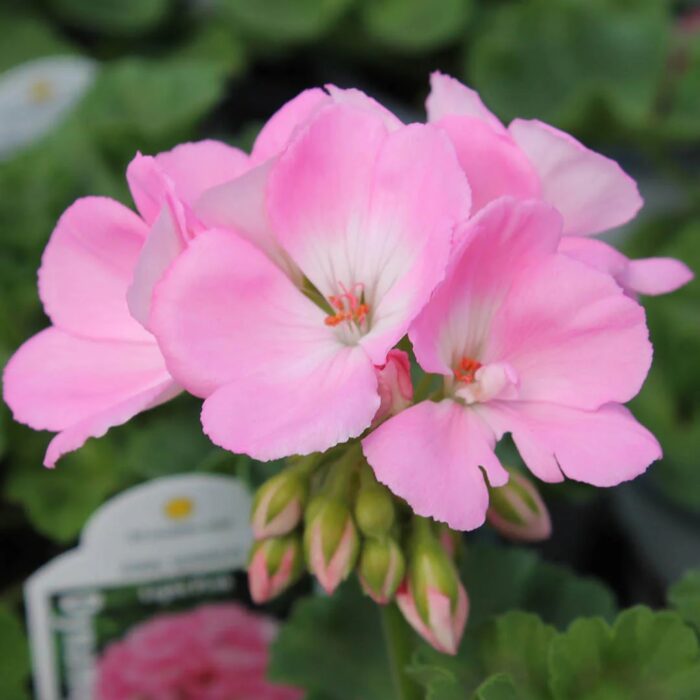 PELARGONIUM peltatum  Sunflorix Light Pink - Image 2