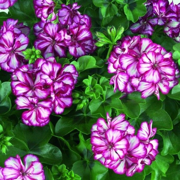 PELARGONIUMPELTATUMSUNFLORIXLOLLIPOPPURPLENOVAPPPL.jpg