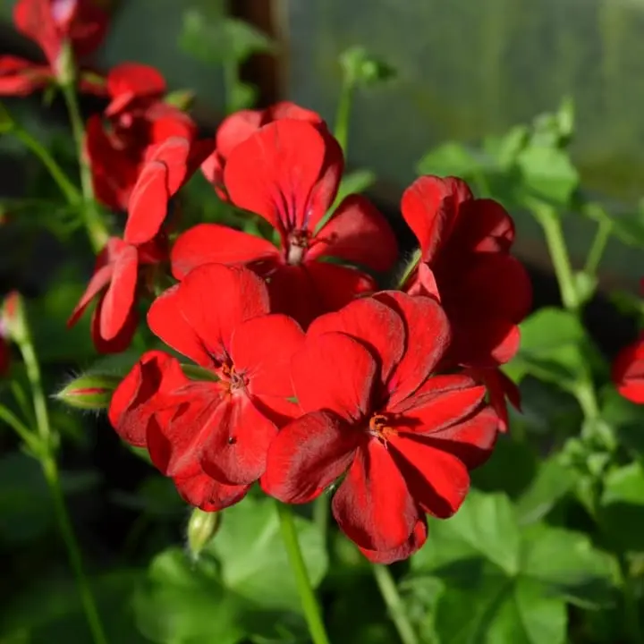 PELARGONIUMPELTATUMSUNFLORIXREDPPPL.jpeg