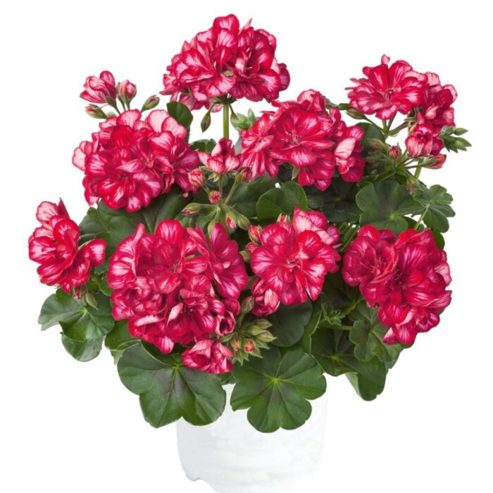 PELARGONIUM peltatum  SUNFLORIX Red with White PP - Image 2
