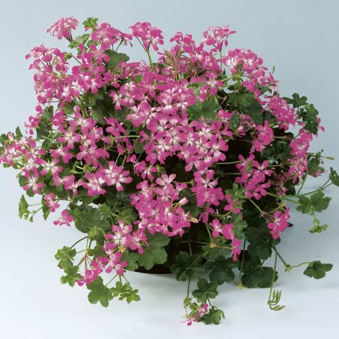 PELARGONIUM peltatum  VDP Bicolor 2gb PP - Image 2
