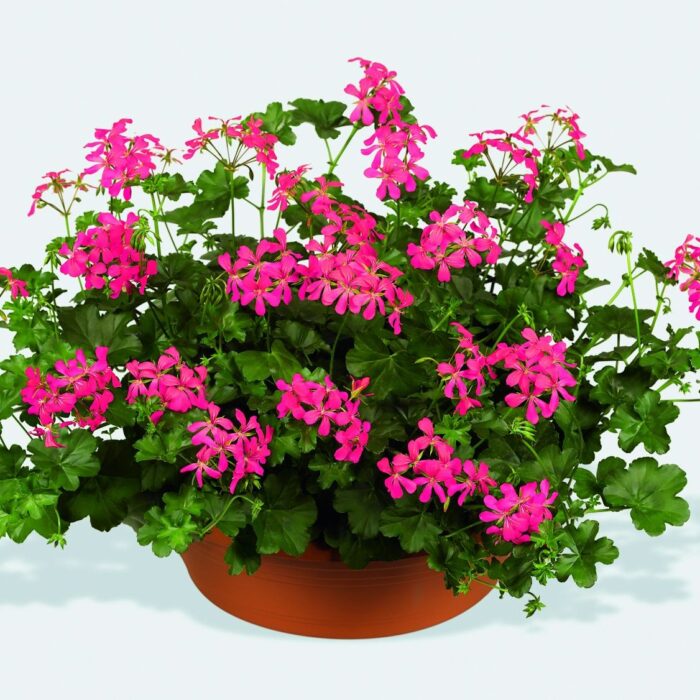 PELARGONIUMPELTATUMVDPDARKPINK2GBPL_1.jpg PELARGONIUM peltatum  VDP Dark Pink 2gb - Image 2