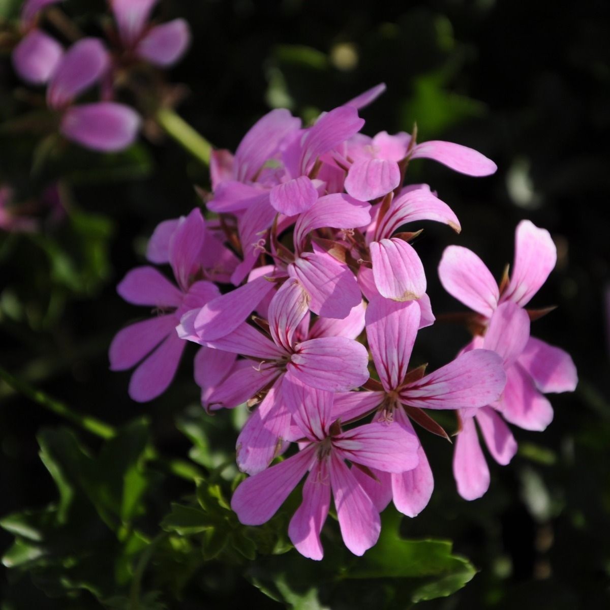 PELARGONIUMPELTATUMVDPLILA2GBPL.jpg
