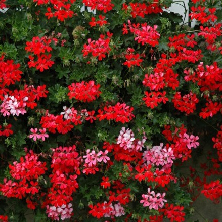 PELARGONIUMPELTATUMVDPROT2GBPL.jpg