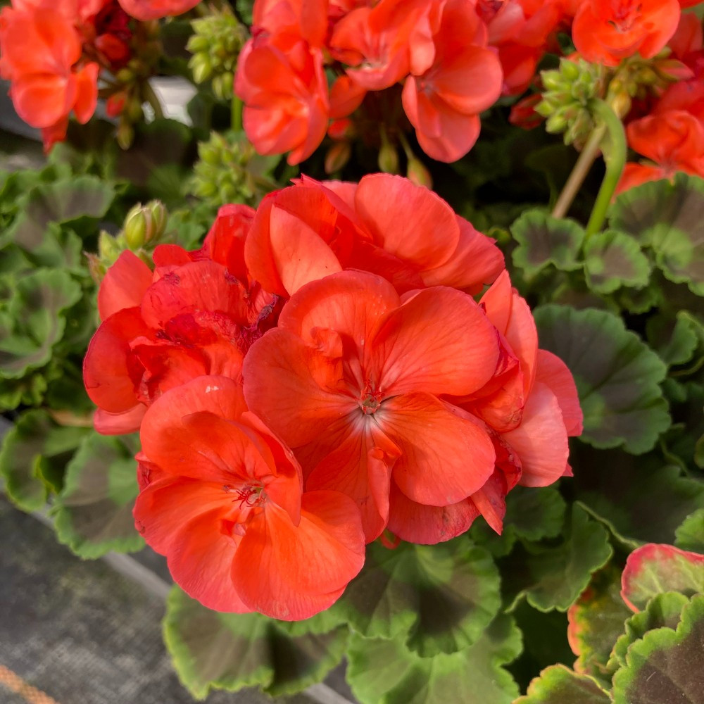 PELARGONIUMZONALEANTHONYPPPL.jpg