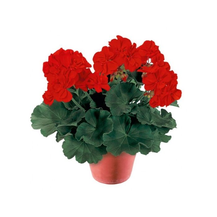 PELARGONIUM zonale Conte Rubino - Image 2