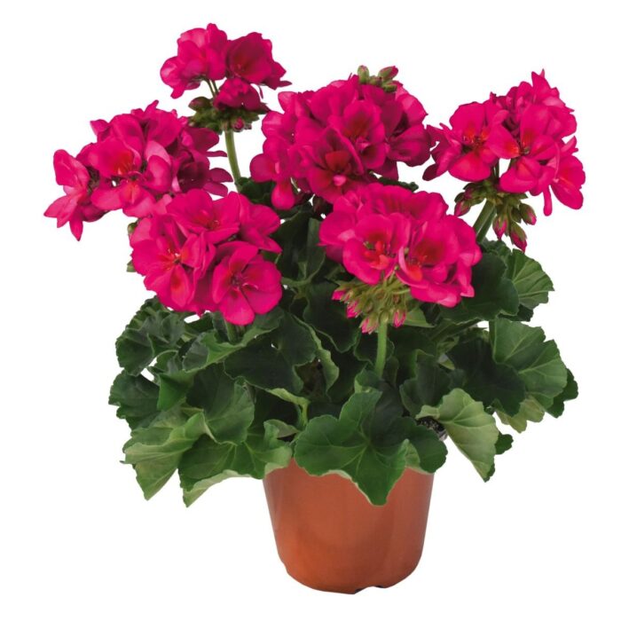PELARGONIUM zonale Dolomites Berry PP - Image 2