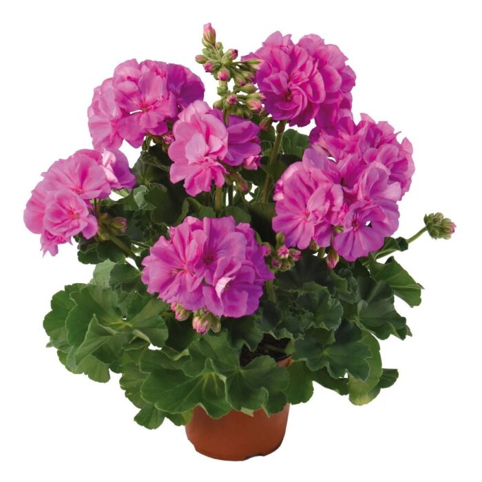 PELARGONIUM zonale Dolomites Blue PP - Image 2