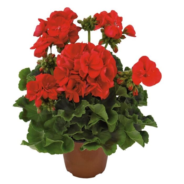PELARGONIUM zonale Dolomites Deep Red - Image 2
