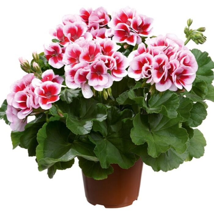 PELARGONIUM zonale Dolomites Fantastic PP - Image 2