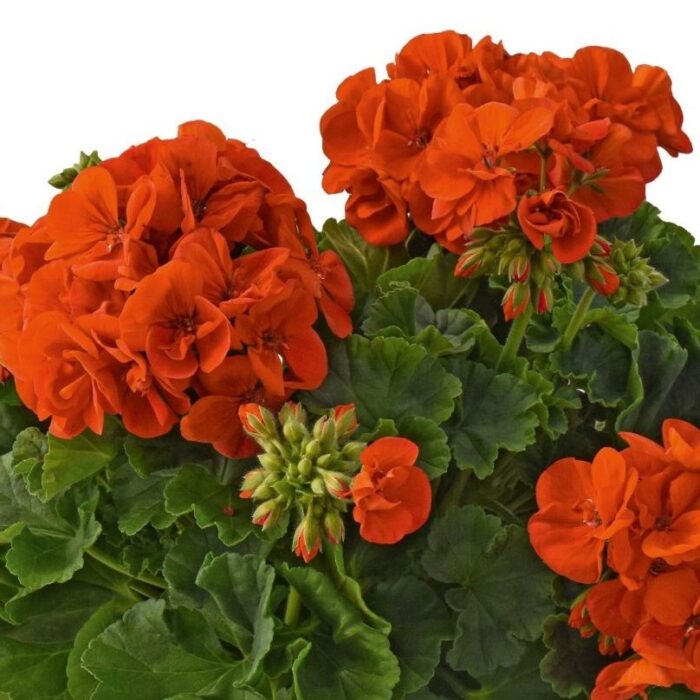 PELARGONIUM zonale Dolomites Orange - Image 3