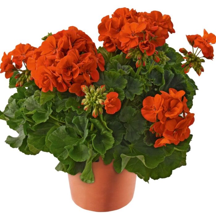 PELARGONIUM zonale Dolomites Orange PP - Image 2