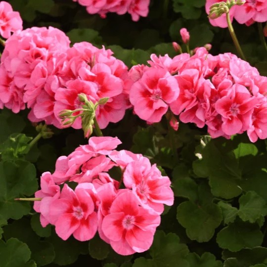 PELARGONIUMZONALEDOLOMITESROSEEYEPPPL.jpg