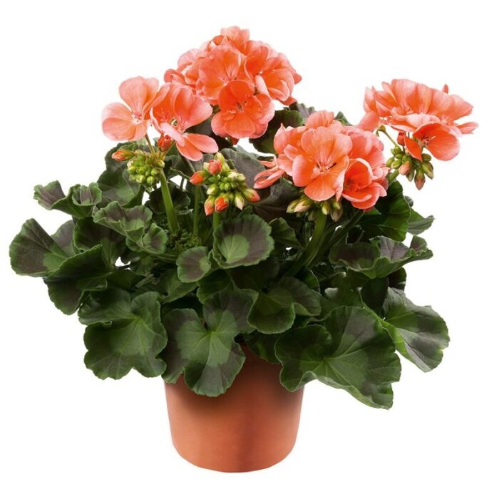 PELARGONIUM zonale Dolomites Salmon PP - Image 2