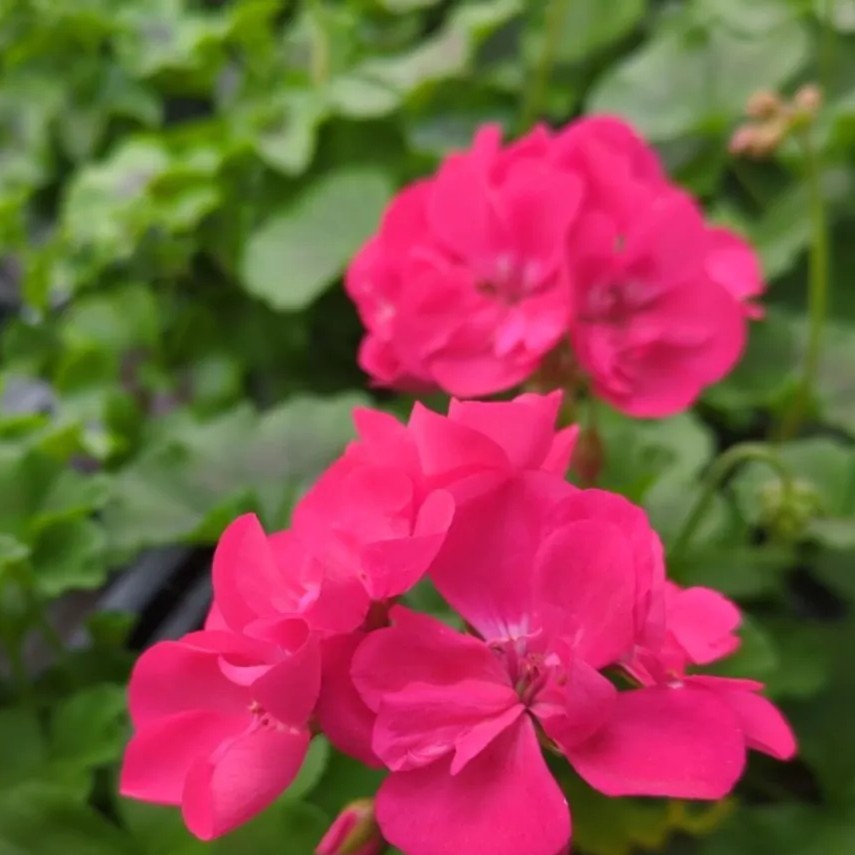 PELARGONIUMZONALEDOLOMITESSHOCKINGPPPL.jpg