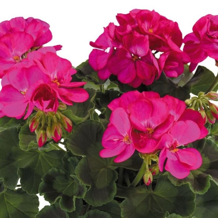 PELARGONIUM zonale Dolomites Shocking PP - Image 2