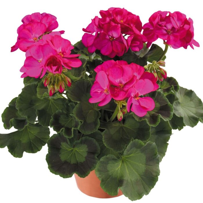 PELARGONIUM zonale Dolomites Shocking PP - Image 3