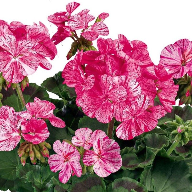 PELARGONIUMZONALEDOLOMITESVIOLETTGLITTERPL.jpg