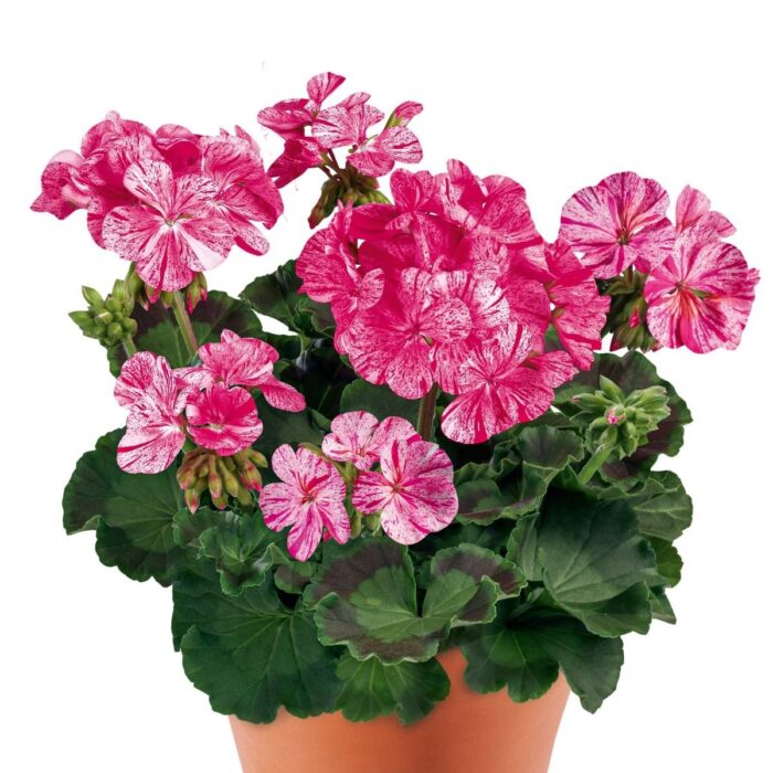 PELARGONIUM zonale Dolomites Violett Glitter - Image 2