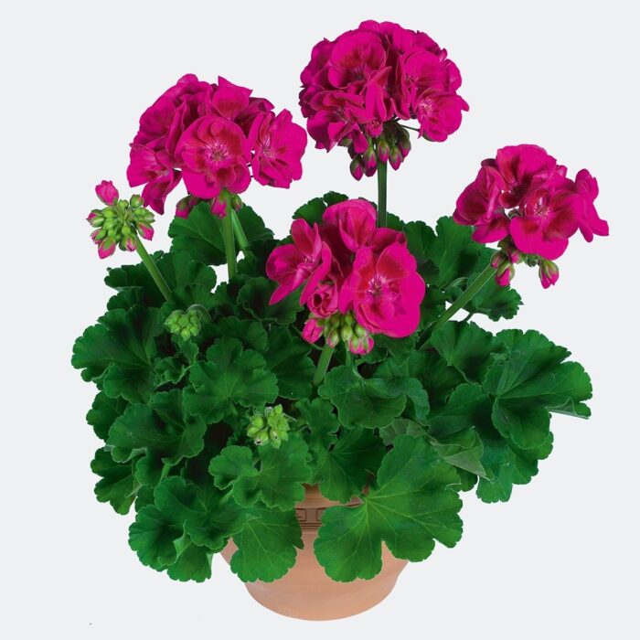 PELARGONIUM zonale Flower Fairy Berry - Image 2