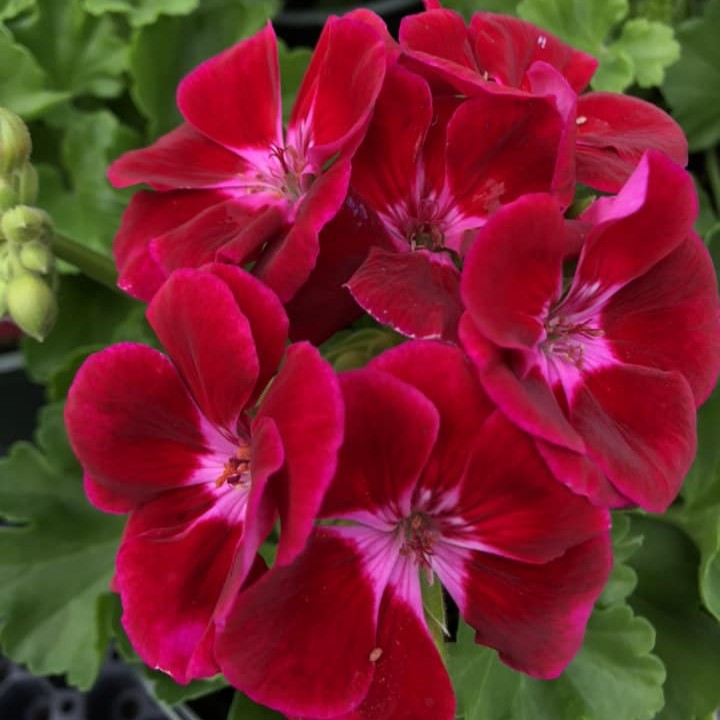 PELARGONIUMZONALEFLOWERFAIRYREDSPLASHPL.jpg