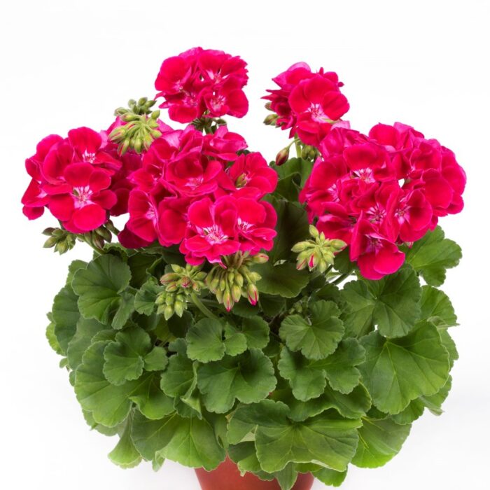 PELARGONIUM zonale Flower Fairy Red Splash - Image 2