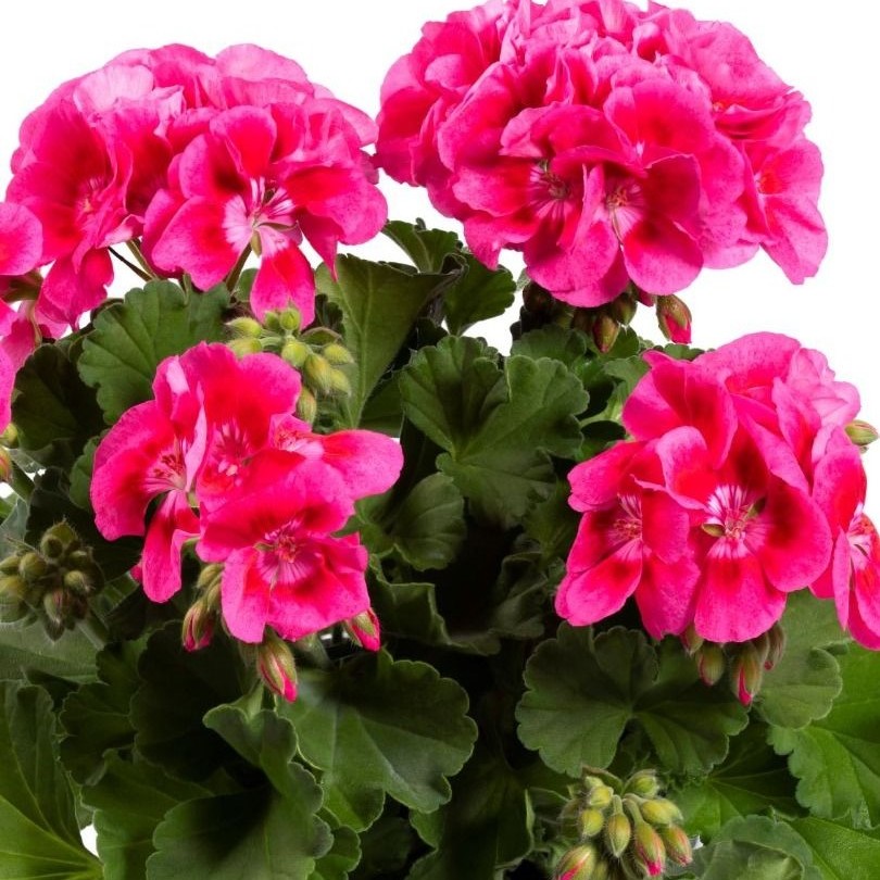 PELARGONIUMZONALEFLOWERFAIRYSTRAWBERRYPL.jpg