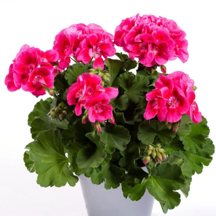 PELARGONIUM zonale Flower Fairy Strawberry PP - Image 2