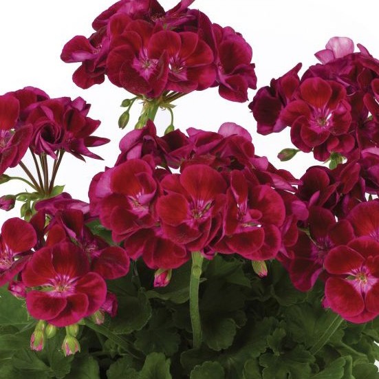 PELARGONIUMZONALEFLOWERFAIRYVELVETPL.jpg