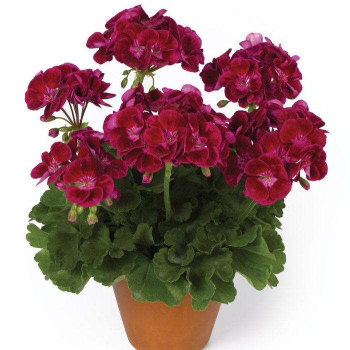 PELARGONIUM zonale Flower Fairy Velvet PP - Image 2