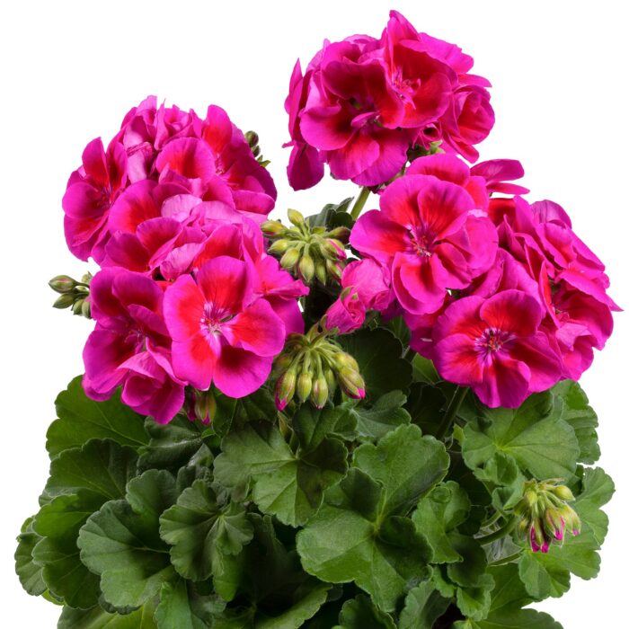 PELARGONIUM zonale Flower Fairy Violet - Image 2