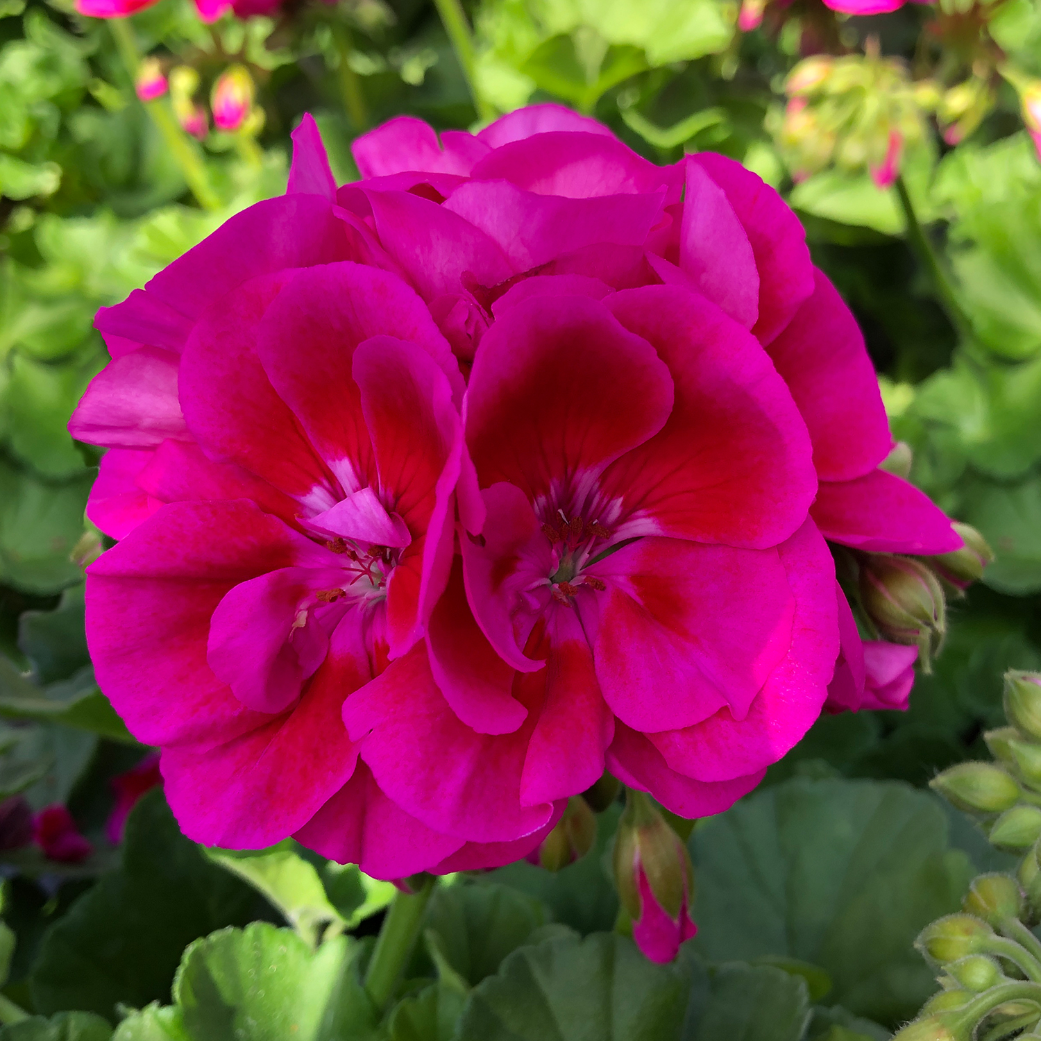 PELARGONIUMZONALEFLOWERFAIRYVIOLETPPPL.jpg