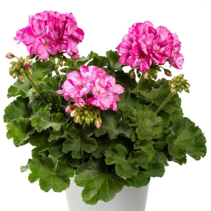 PELARGONIUM zonale Mosaic Violet PP - Image 2