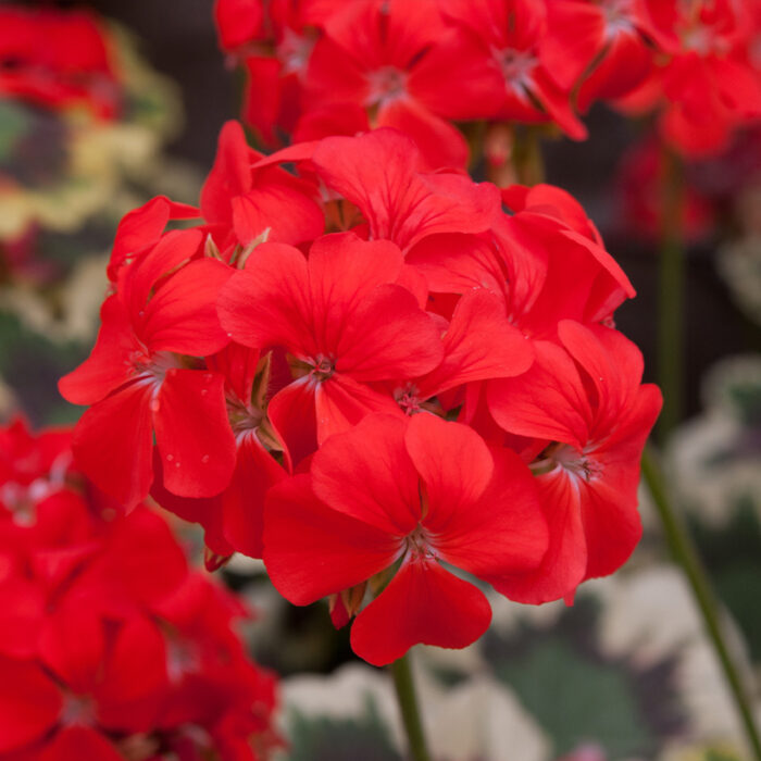 PELARGONIUMZONALEMR.POLLOCKPL.jpg