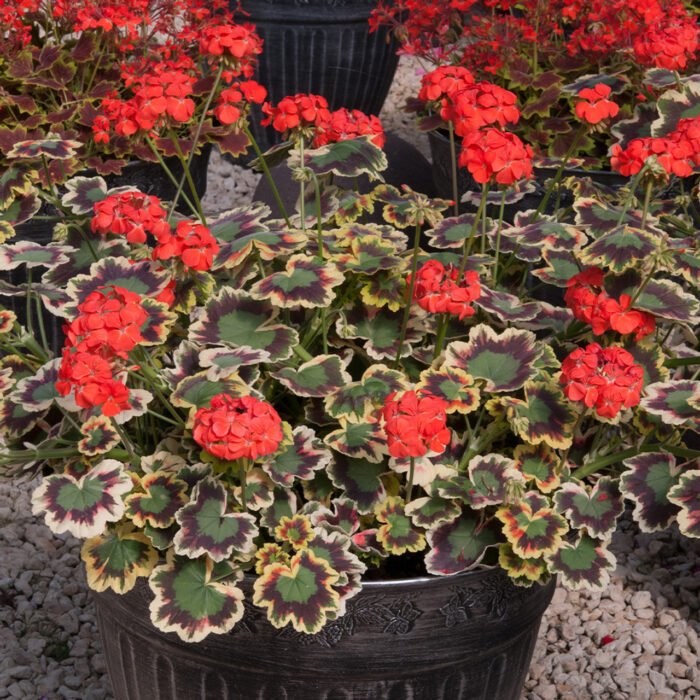 PELARGONIUM zonale Mr.Pollock - Image 2